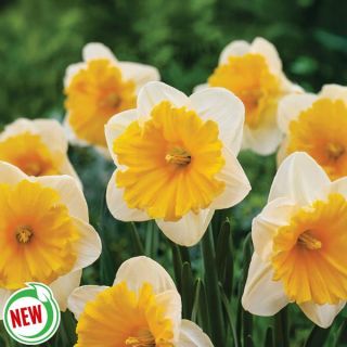 Sunsational Daffodil Thumbnail
